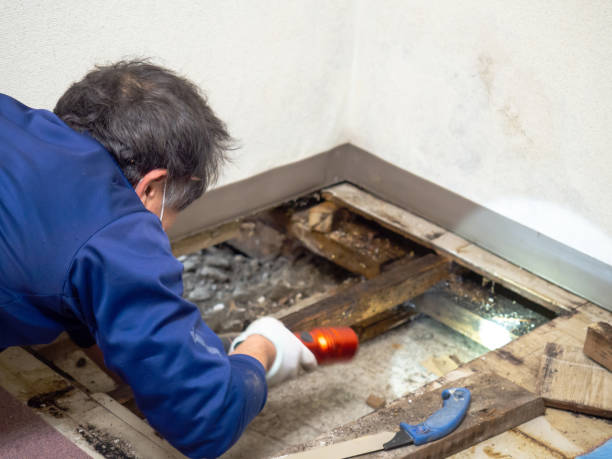 Best HVAC Mold Remediation in Valmeyer, IL