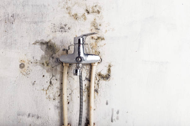 Trusted Valmeyer, IL Mold Remediation Experts
