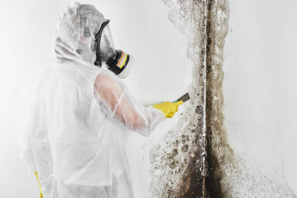 Best Kitchen Mold Remediation in Valmeyer, IL