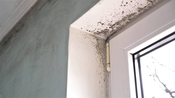 Best Post-Flood Mold Remediation in Valmeyer, IL