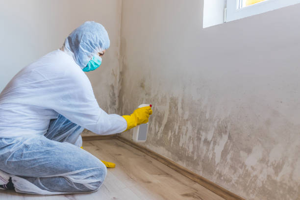 Best Black Mold Remediation in Valmeyer, IL