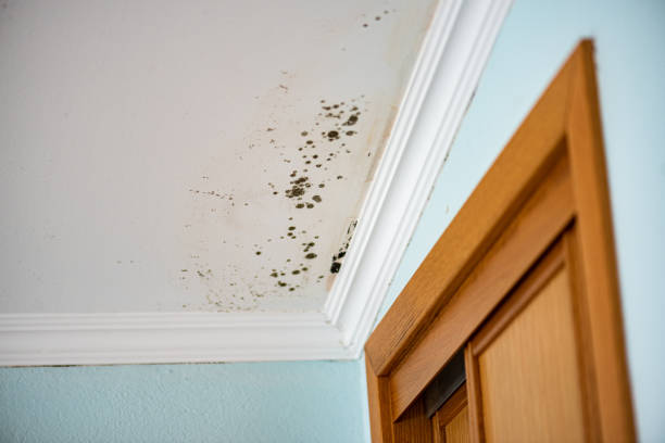 Best Health and Safety Mold Remediation in Valmeyer, IL