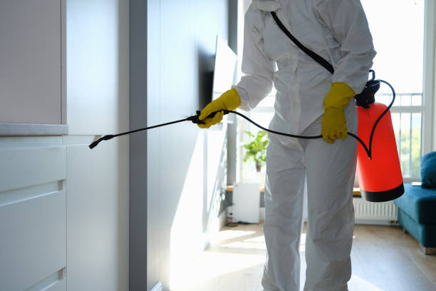 Best Black Mold Remediation in Valmeyer, IL