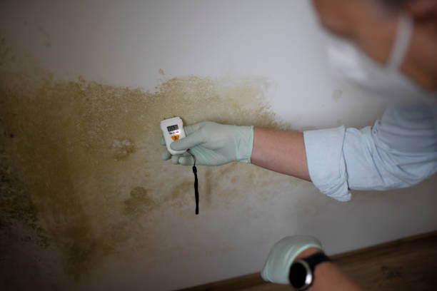 Best White Mold Remediation in Valmeyer, IL
