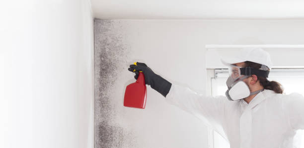 Best Commercial Mold Remediation in Valmeyer, IL