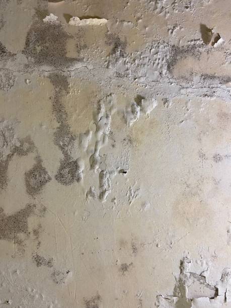 Best Residential Mold Remediation in Valmeyer, IL