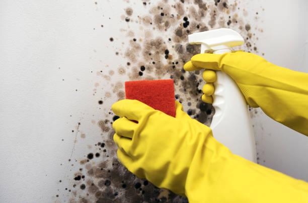 Best White Mold Remediation in Valmeyer, IL