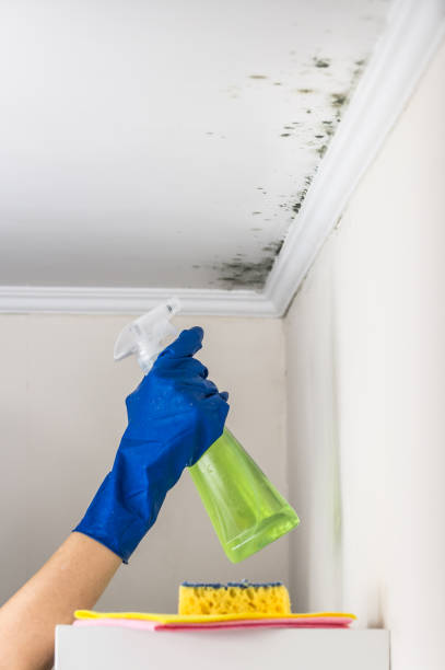 Best Emergency Mold Remediation in Valmeyer, IL