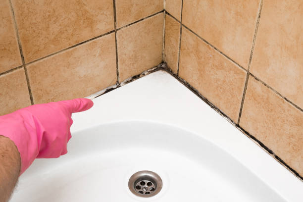 Valmeyer, IL Mold Remediation Company